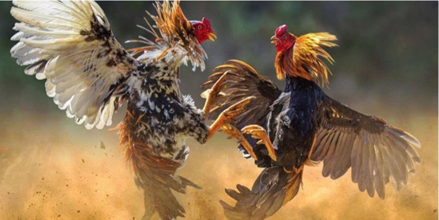 Cockfighting: Betting Guide and What You Need to Know