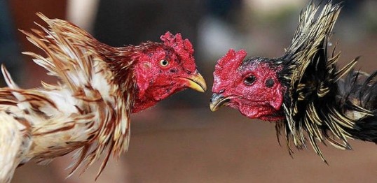 Kubet Cockfighting - Dramatic, Intense Arena Experience
