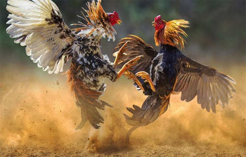 New88 Cockfighting - 1- 0- 2 Fighting Betting Lobby for Newcomers